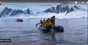 Penguin jumps to Safety